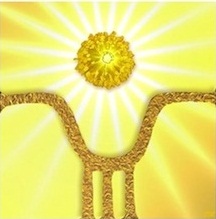 Yellow Seed